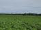 PR1585  Irrigation farm for sale Beauty area Limpopo 43 ha.