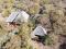 PR1491 Game and Cattle farm 300 ha for sale Mookgopong Naboomspruit Limpopo PR1491 Game and Cattle farm 300 ha for sale Mookgopong Naboomspruit Limpopo