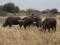 PR1502 A cut above the rest , 942 ha Game farm with 2 ha of Dragon fruit Marken Limpopo PR1502 A cut above the rest , 942 ha Game farm with 2 ha of Dragon fruit Marken Limpopo