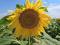 PR1701 Agricultural Farm 256 ha For sale Naboomspruit Mookgopong Limpopo. PR1701 Agricultural Farm 256 ha For sale Naboomspruit Mookgopong Limpopo.